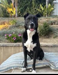 Lost Male Dog last seen Autumn Ridge Drive, Thousand Oaks, CA 91362
