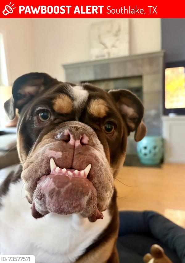 Lost Male Dog last seen Briar Lane and Ridgecrest, Southlake, TX 76092