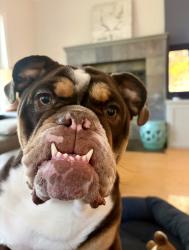 Lost Male Dog last seen Briar Lane and Ridgecrest, Southlake, TX 76092