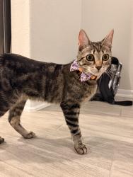 Lost Female Cat last seen Joe Vs, Burger King, Katy, TX 77449