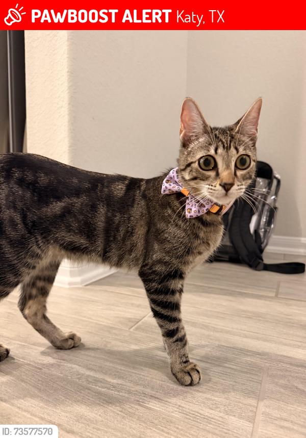 Lost Female Cat last seen Joe Vs, Burger King, Katy, TX 77449