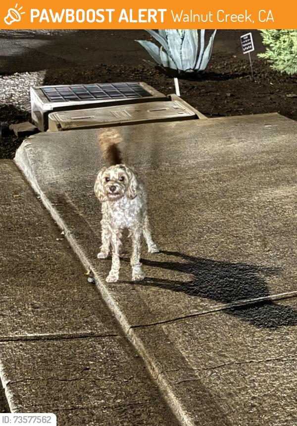 Found/Stray Unknown Dog last seen 2nd Avenue and Buena Vista Avenue, Walnut Creek, CA 94597