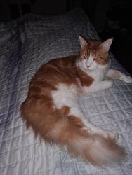 Lost Male Cat last seen Bimbo rd, Conroe, TX 77302