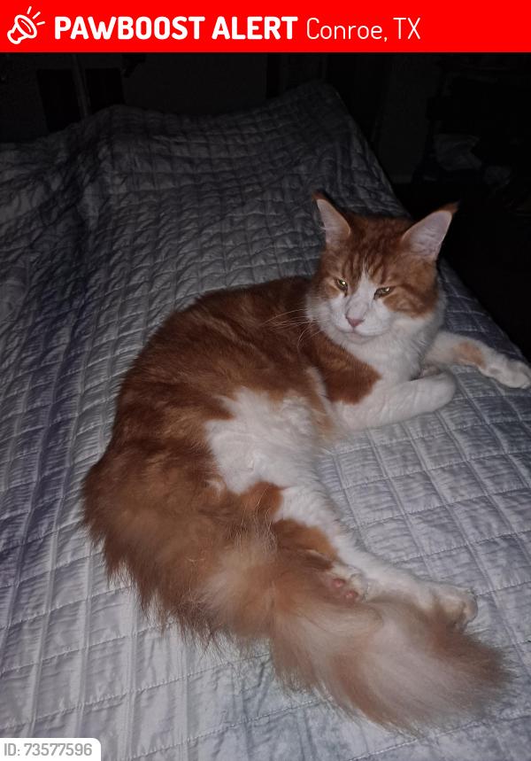 Lost Male Cat last seen Bimbo rd, Conroe, TX 77302