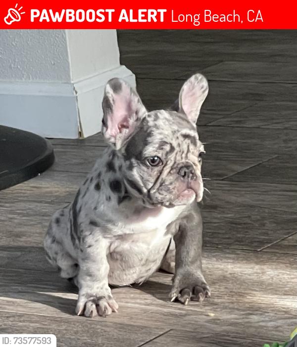 Lost Female Dog last seen PCH & Anaheim, Long Beach, CA 90813
