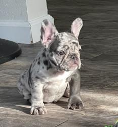 Lost Female Dog last seen PCH & Anaheim, Long Beach, CA 90813