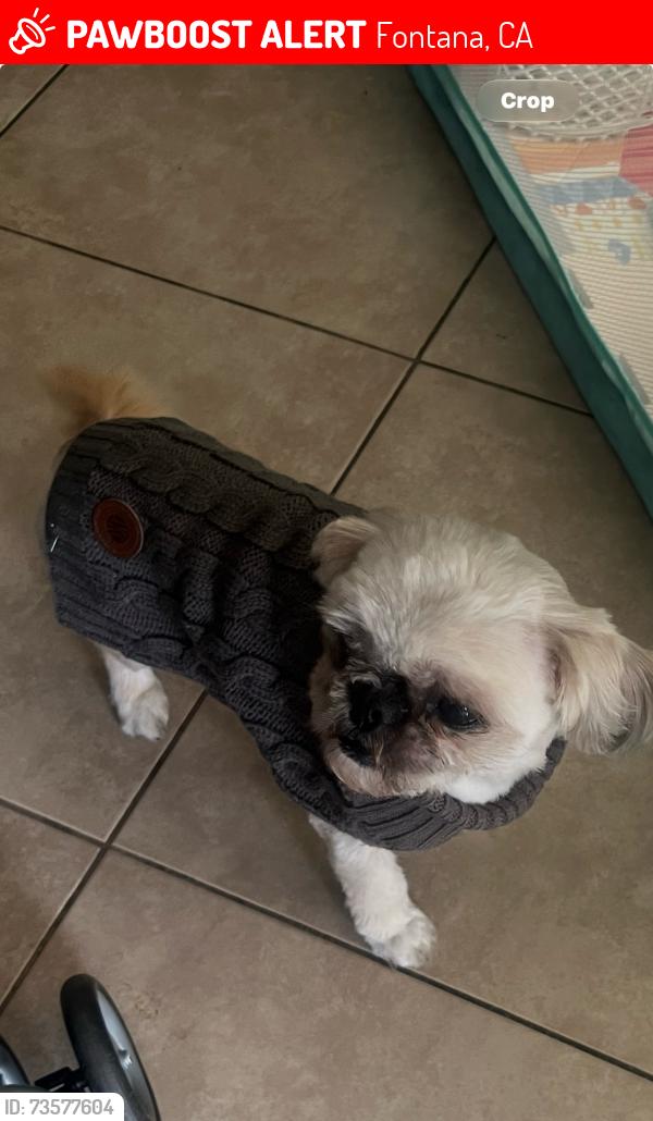 Lost Male Dog last seen Melba ct and Coleen. Southridge, Fontana, CA 92337