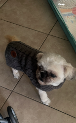 Lost Male Dog last seen Melba ct and Coleen. Southridge, Fontana, CA 92337
