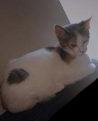 Lost Female Cat last seen Denison, forestdale, Cleveland, OH 44109