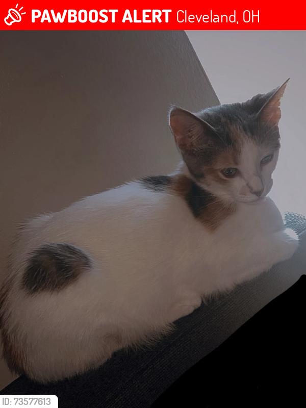 Lost Female Cat last seen Denison, forestdale, Cleveland, OH 44109