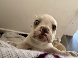 Lost Female Dog last seen Kinsie st, couts ave, Commerce, CA 90040