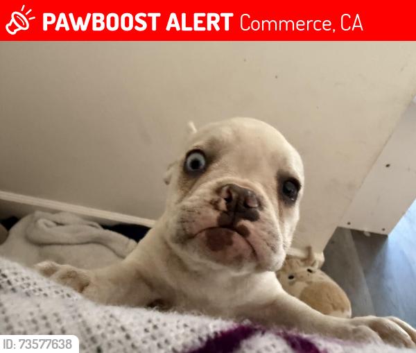 Lost Female Dog last seen Kinsie st, couts ave, Commerce, CA 90040