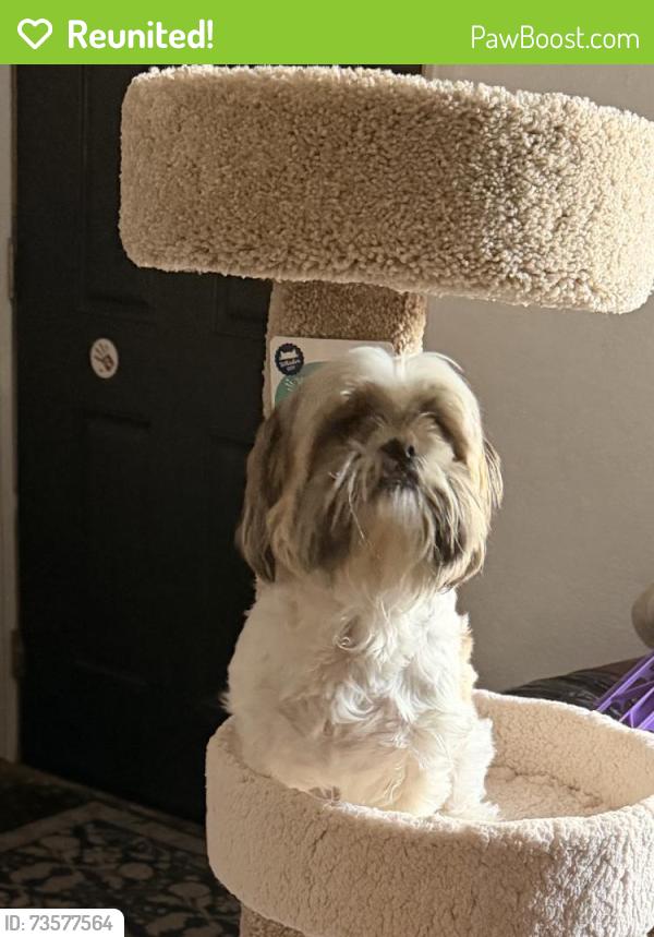 Reunited Female Dog last seen Near Grayson St, Fort Worth, TX 76119, USA, Fort Worth, TX 76119
