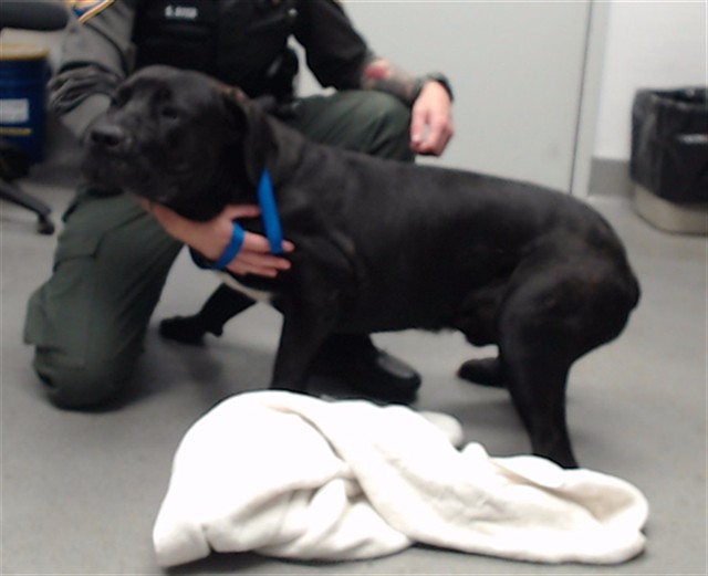 Shelter Stray Male Dog last seen FOLSOM X ESSEX, 1419 Bryant St, San Francisco, CA 94103, USA