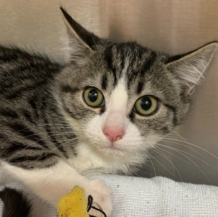 Shelter Stray Male Cat last seen FROM FERAL COLONY BEHIND APD, 1590 Fortmann Way, Alameda, CA 94501, USA