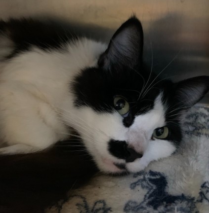 Shelter Stray Female Cat last seen LINCOLN AND STANTON, 1590 Fortmann Way, Alameda, CA 94501, USA