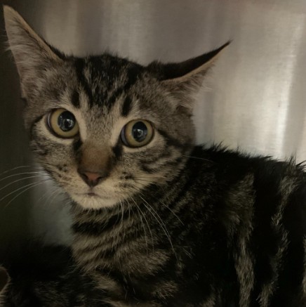 Shelter Stray Male Cat last seen FROM FERAL COLONY BEHIND APD, 1590 Fortmann Way, Alameda, CA 94501, USA