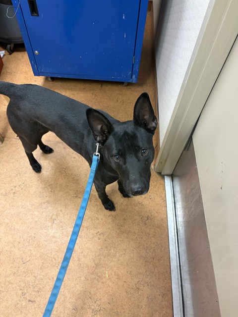 Shelter Stray Male Dog last seen ELVERTA RD/ GIBSON RANCH PARK RD, 95626, 3839 Bradshaw Rd, Sacramento, CA 95827, USA