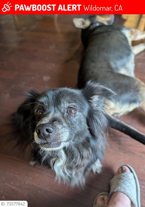 Lost Male Dog last seen Lemon street wildomar California 92595, Wildomar, CA 92595