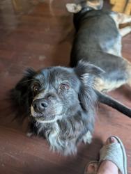 Lost Male Dog last seen Lemon street wildomar California 92595, Wildomar, CA 92595