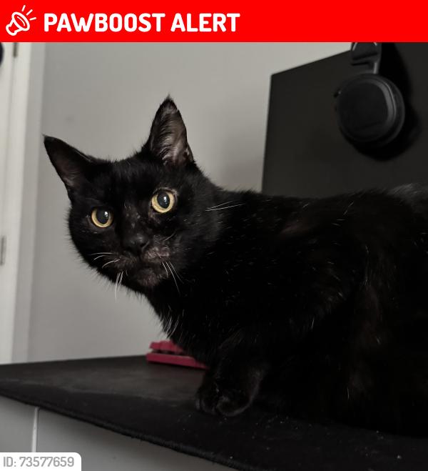 Lost Male Cat last seen Bayridge Dr & Polaris Parkway, Orange Township, OH 43035