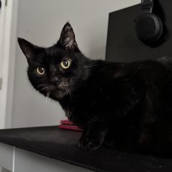 Lost Male Cat last seen Bayridge Dr & Polaris Parkway, Orange Township, OH 43035