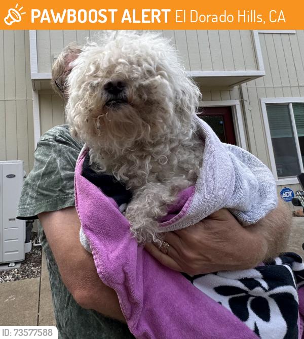 Found/Stray Male Dog last seen Magnolia hills drive off Bass Lake road, El Dorado Hills, CA 95682