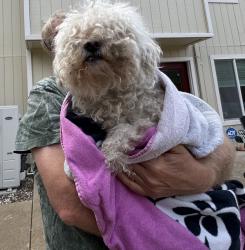 Found/Stray Male Dog last seen Magnolia hills drive off Bass Lake road, El Dorado Hills, CA 95682
