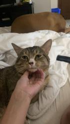 Lost Male Cat last seen Harmony road north, Oshawa, ON L1K 1N5
