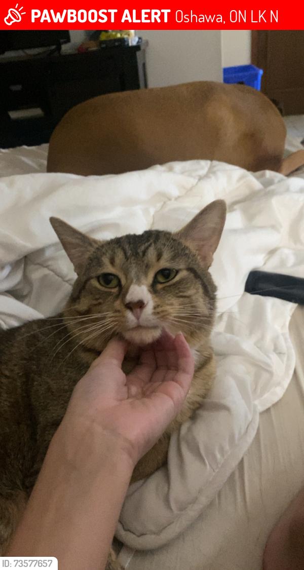 Lost Male Cat last seen Harmony road north, Oshawa, ON L1K 1N5