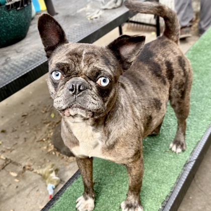Shelter Stray Female Dog last seen Near E 12th Street, Oakland,, 1101 29th Ave, Oakland, CA 94601, USA