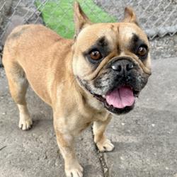 Shelter Stray Female Dog last seen Near Gould St, Oakland,, 1101 29th Ave, Oakland, CA 94601, USA