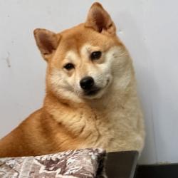 Shelter Stray Female Dog last seen Near wilson pl / harold st, Oakland, CA, 1101 29th Ave, Oakland, CA 94601, USA