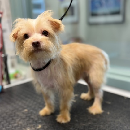 Shelter Stray Male Dog last seen 38th and redding st, Oakland, CA, 1101 29th Ave, Oakland, CA 94601, USA