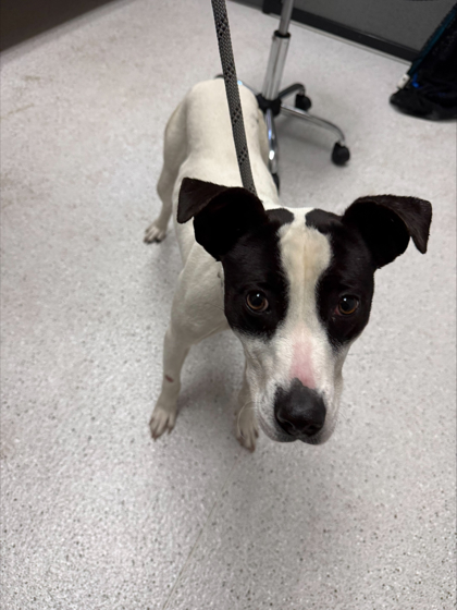 Shelter Stray Female Dog last seen 22nd ave & mitchell st, Oakland,, 1101 29th Ave, Oakland, CA 94601, USA