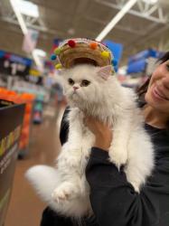 Reunited Female Cat last seen Beachview lane, Fort Worth, TX 76179