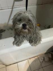Lost Male Dog last seen beverly, Montebello, CA 90640