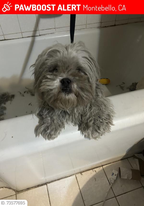 Lost Male Dog last seen beverly, Montebello, CA 90640