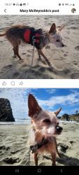 Lost Female Dog last seen Walton Ave, Lincoln Rd., I-99, Yuba City, CA 95993