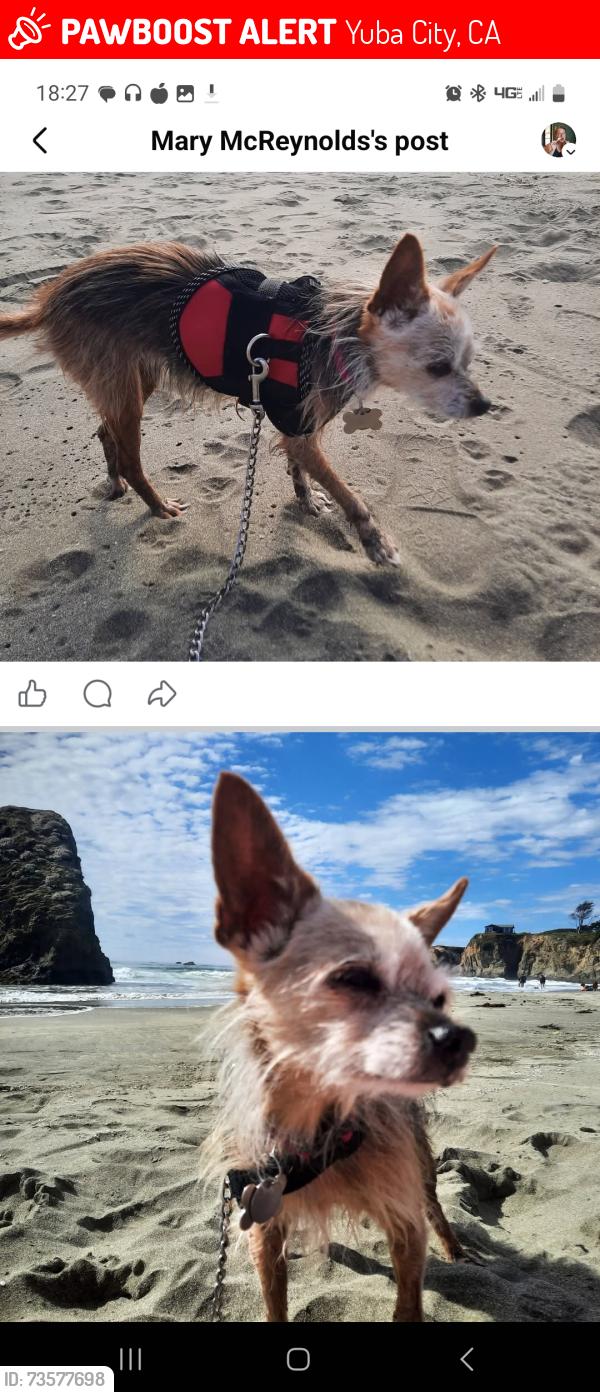 Lost Female Dog last seen Walton Ave, Lincoln Rd., I-99, Yuba City, CA 95993