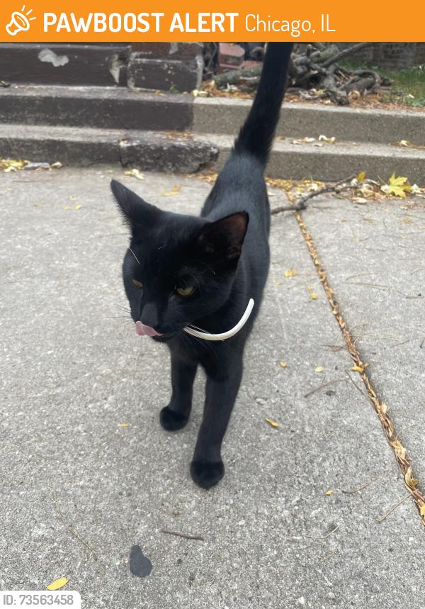 Found/Stray Male Cat last seen 75th Street and East End Ave, Chicago, IL 60649