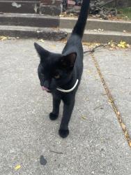 Found/Stray Male Cat last seen 75th Street and East End Ave, Chicago, IL 60649