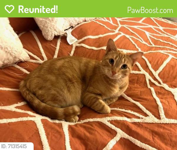 Reunited Male Cat last seen Rancho Vista and Avenida Vista Verde, Palmdale, CA 93551