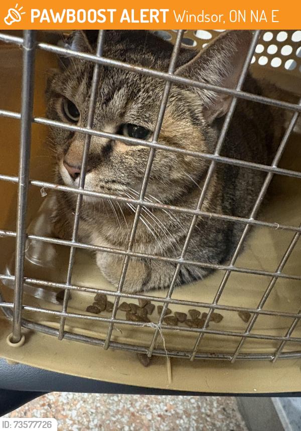 Found/Stray Female Cat last seen West bridge apmt building, Windsor, ON N9A 0E1