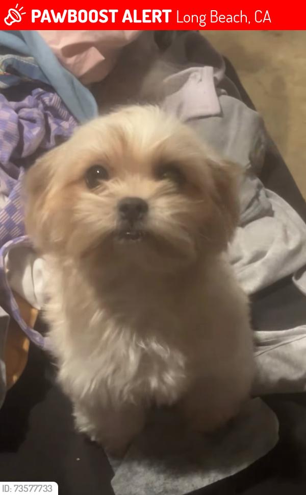 Lost Female Dog last seen Virginia Ave & Del Amo Blvd, Long Beach, Long Beach, CA 90805