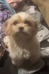 Lost Female Dog last seen Virginia Ave & Del Amo Blvd, Long Beach, Long Beach, CA 90805