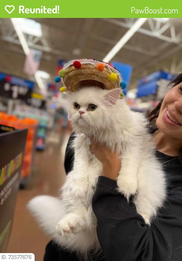 Reunited Female Cat last seen Beachview lane, Fort Worth, TX 76179