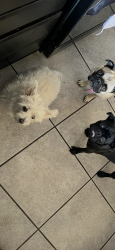 Lost Female Dog last seen Plascencia & Perris Blvd, Perris, CA 92571