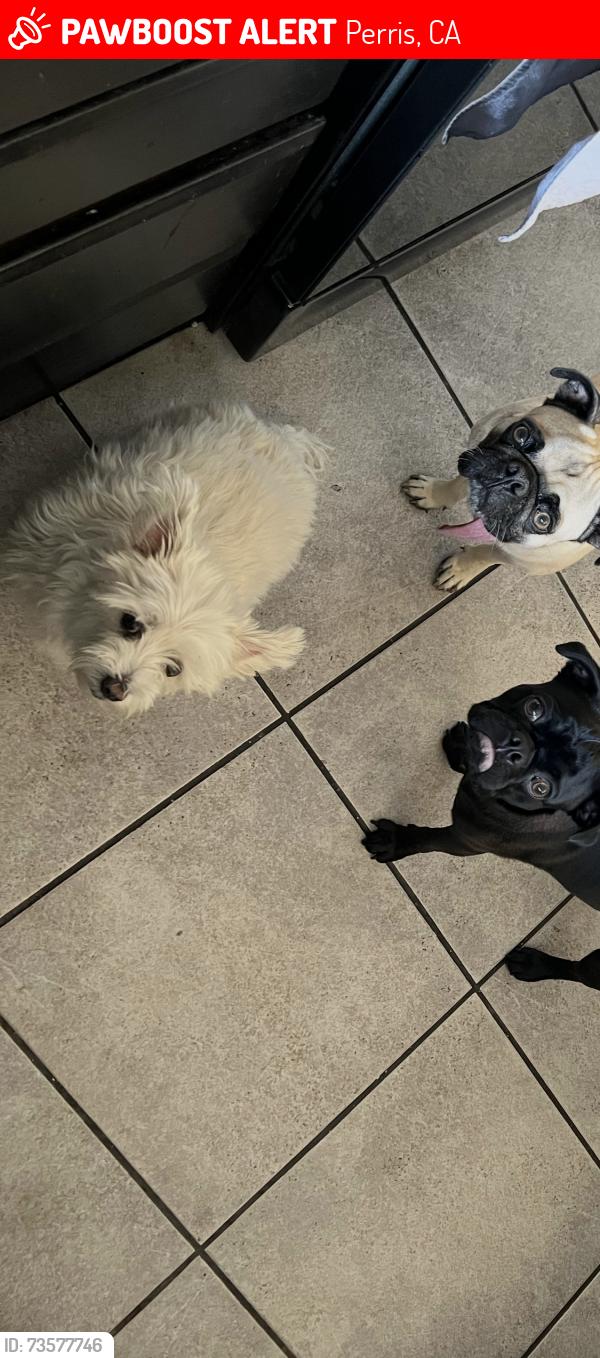 Lost Female Dog last seen Plascencia & Perris Blvd, Perris, CA 92571