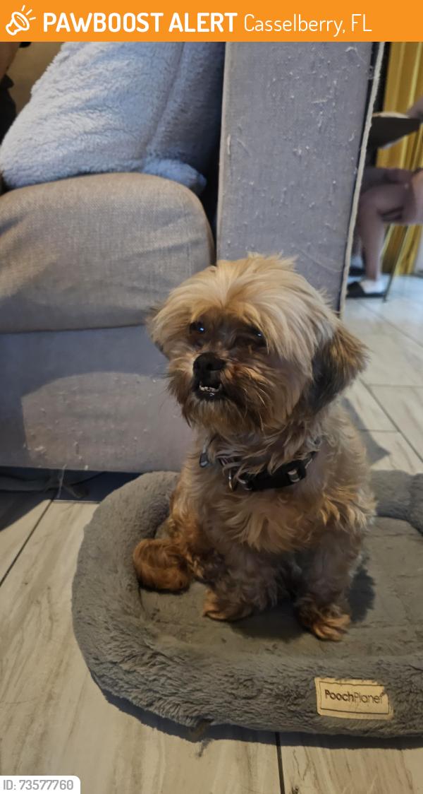 Found/Stray Female Dog last seen New Crunch gym in Maitland, on SR414, Casselberry, FL 32707